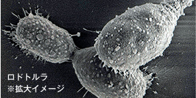 ロドトルラ